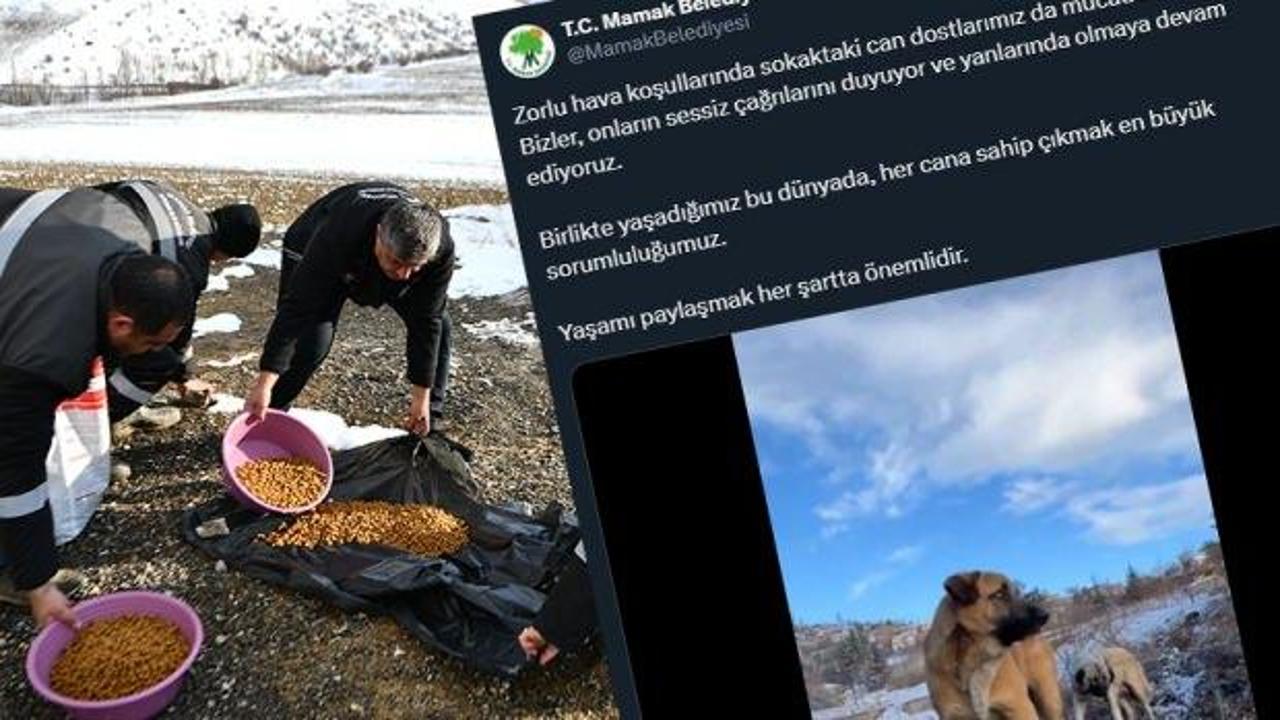 CHP'li Mamak'ta belediye personeli köpekleri barınakta değil sokakta besliyor